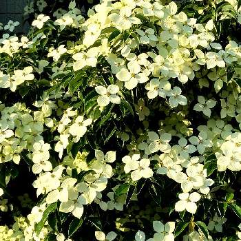 ライムグリーンの花の画像 by ビビマロンさん | お出かけ先とヤマボウシとライムグリーンの花と木曜日は木に咲く花と木曜日の木々たち