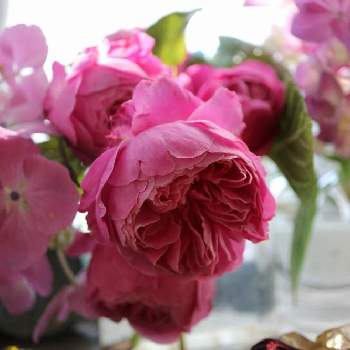 フォーユアホームの画像 by ミルキーさん | 部屋とフォーユアホームと薔薇の季節と薔薇愛同盟と庭摘みの花と毎年咲いてくれてありがとう