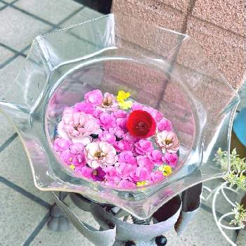 お花遊び♪の画像 by chocomomさん | 玄関とお花遊び♪とうちの花ちゃん♡
