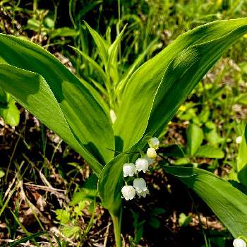 ニホンスズランの投稿画像一覧 Greensnap グリーンスナップ