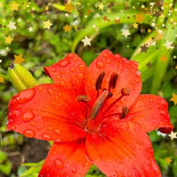 大きな花の画像 by ひみつのアッコちゃんさん | オレンジリリーと我が家の花畑と大きな花と可愛い花と私のオアシスと花のある生活と美しい花と元気な花と大好きな花と花を見る喜びと私のお気に入りと秘密の花園と地植えの花と加工アプリ使用