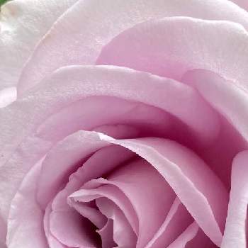 ブルームーン の投稿画像一覧 Greensnap グリーンスナップ