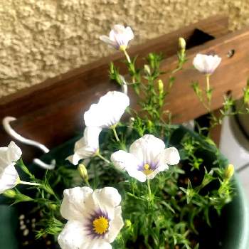 ニーレンベルギア,園芸初心者,花に癒される日々,小さな庭の画像