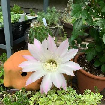 花盛丸の投稿画像一覧 Greensnap グリーンスナップ 花盛丸の投稿画像一覧 Greensnap グリーンスナップ