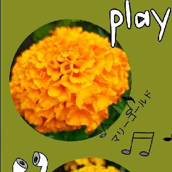 マリーゴールド 黄色  オレンジの画像 by 律さん | 小さな庭と黄色のお花♡とお花大好き♡と手作りの庭とマリーゴールド 黄色  オレンジと花のある暮らし