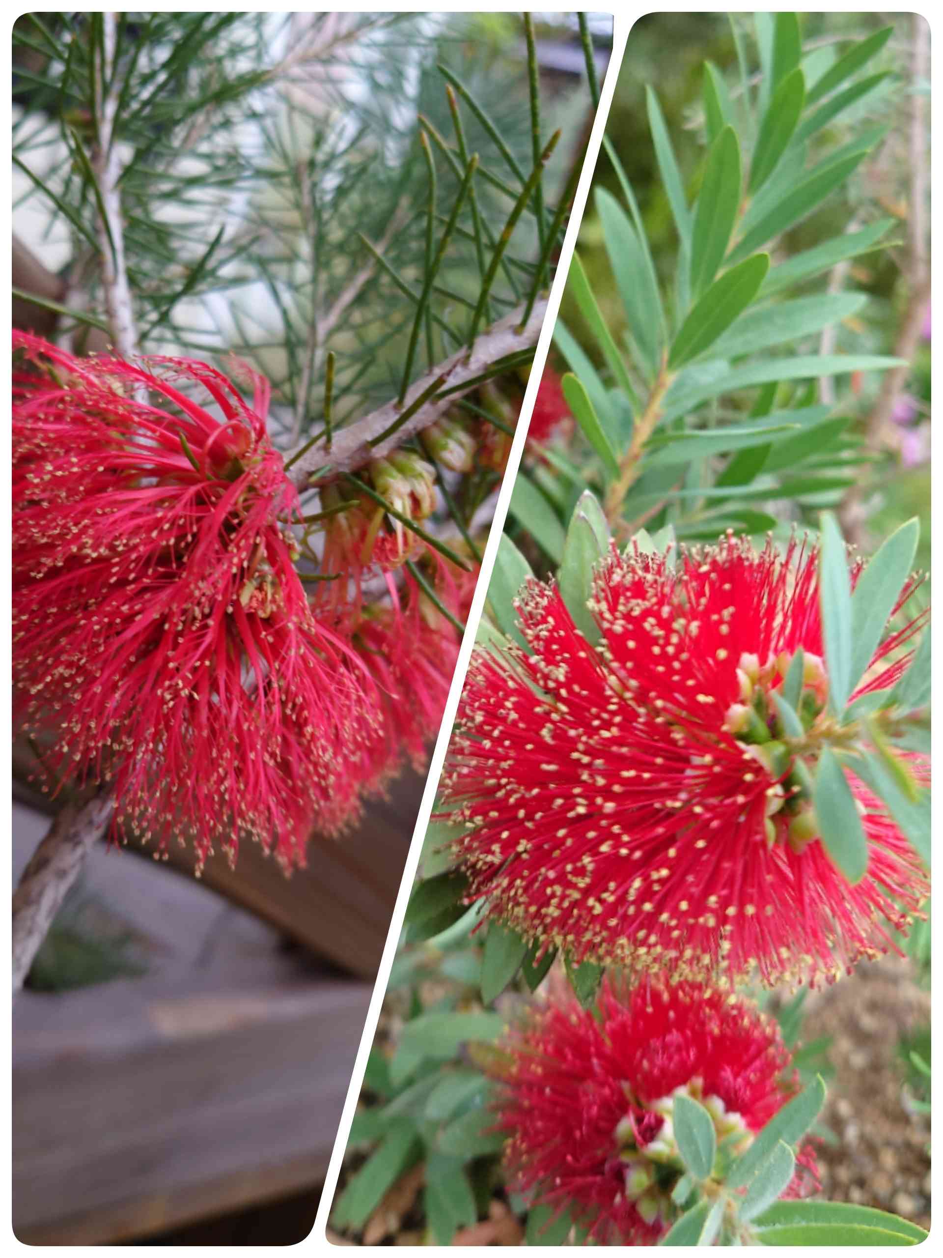 ブラシノキ 黄緑花 苗190 植物 | www.vinoflix.com