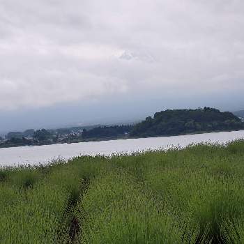 河口湖の画像 by やまねさん | ラベンダーと富士山 →と河口湖