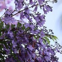 ジャカランタ,散歩道,紫の花,大きな木の画像