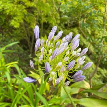 素敵な花言葉の投稿画像一覧 Greensnap グリーンスナップ