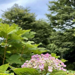 アジサイ,花壇,ピンクの花,落葉低木,植栽の画像