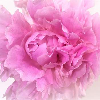 芍薬♡の画像 by サルボックさん | インテリアとピンク❤︎ピンクとよい 1日をと芍薬♡と平和を願う☆と花のある暮らし