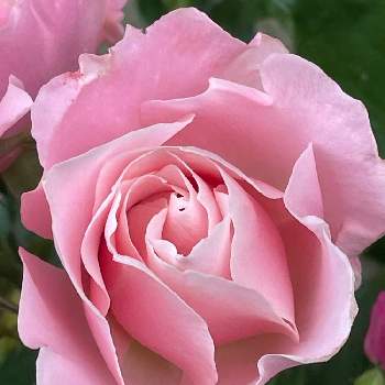 シュラブの画像 by ユーリさん | バルコニー/ベランダとバラ ダフネとG,Sの皆さんに感謝と植物のある暮らしと薔薇に魅せられてとシュラブと中香のバラと植物が好き♡と日本のバラと花に惹かれて癒されると薔薇が好き❤と中輪房咲きと愛らしい花姿と花に癒される日々と四季咲バラとティにスパイスの香りとバラを楽しむとサーモンピンク