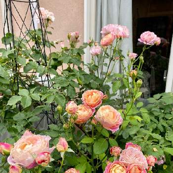 バラの季節の画像 by HAPPYさん | 小さな庭とバラの季節とウクライナに平和をとあらゆる戦争に反対と植物で癒しを！