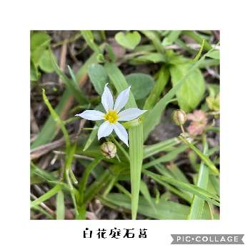 庭石菖 ニワゼキショウの投稿画像一覧 Greensnap グリーンスナップ 庭石菖 ニワゼキショウの投稿画像一覧 Greensnap グリーンスナップ