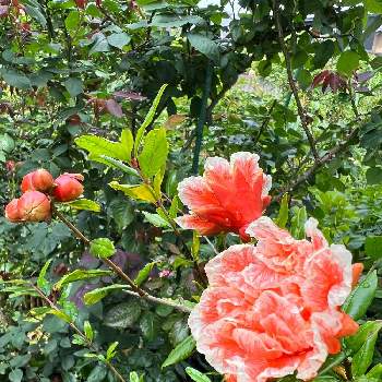 はなざくろ 花石榴 の投稿画像一覧 Greensnap グリーンスナップ