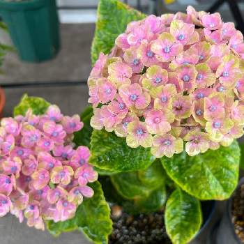 紫陽花 ハイドランジア マジカルコーラルの投稿画像一覧 Greensnap グリーンスナップ 紫陽花 ハイドランジア マジカルコーラルの投稿画像一覧 Greensnap グリーンスナップ