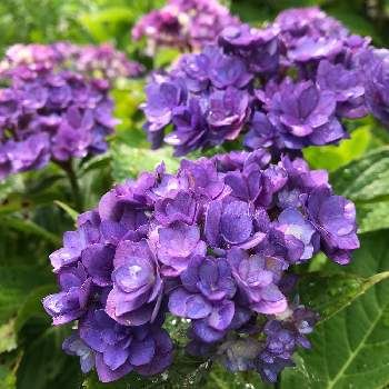 紫色の画像 by ゆかさん | 広い庭と紫色と紫陽花 アジサイ あじさい