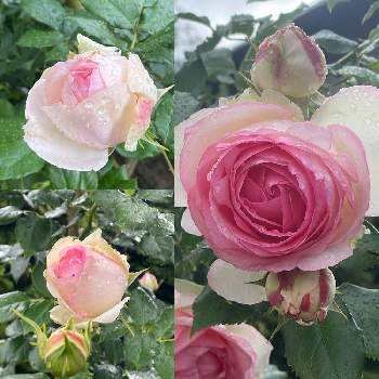 バラ　ピエール・ドゥ・ロンサールの画像 by ソラナムさん | 小さな庭とバラとバラ　ピエール・ドゥ・ロンサールとばら バラ 薔薇とバラ大好きとバラのある暮らしとはなのある暮らしとバラ好きとバラが好きと花のある暮らしとはなのあるくらし