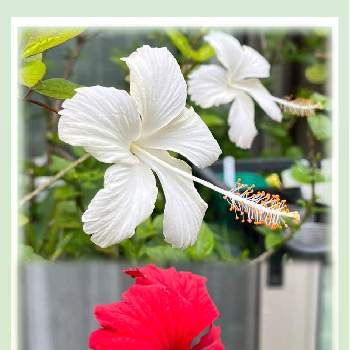 ハイビスカス ホワイトバタフライの画像 by しぶちゃんさん | テラスとハイビスカス ホワイトバタフライとハイビスカス  レッドロコとネコ好きと赤い花と花のある暮らしと白い花と今日のハイビスカス