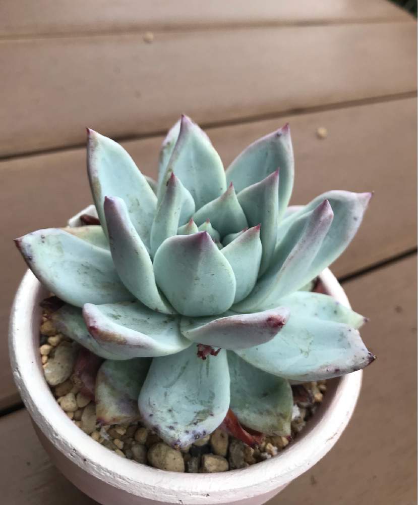 ⑩ エケベリア コロラータ 5種×20粒＝100粒＋α＋20粒 ルーフ タルパパ  