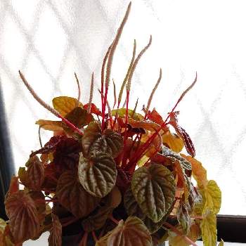 葉を楽しむの画像 by クリスさん | 窓辺とペペロミア・キトと多肉植物と不思議な花と葉を楽しむ
