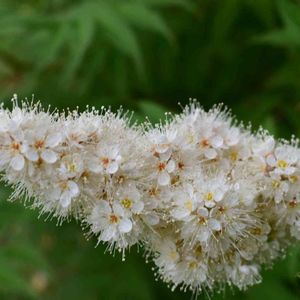 花壇,庭の花,植中毒,植栽,花は癒やし♡の画像