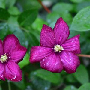 花壇,庭の花,植中毒,植栽,クレマチス♬の画像