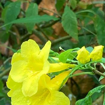 木の花の画像 by こりすさん | お出かけ先と金鈴樹(キンレイジュ)と16日はイエローの日と沖縄と雫・雨粒✽と木の花と平和を願うと幸せの黄色い花