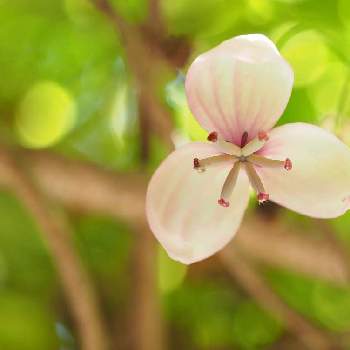 アケビ,アケビの花,植物のある暮らし,ファインダー越しの私の世界,身近にあるボタニカルスポットの画像