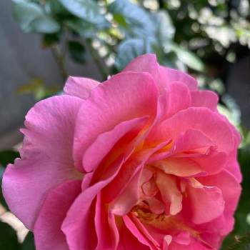 咲き始めましたの画像 by ⌘Juneberry⌘さん | バラ ピンクパラダイスとピンクの花と咲き始めましたとベランダガーデニングと鉢植えと可愛いと鮮やか✨と今朝のベランダ