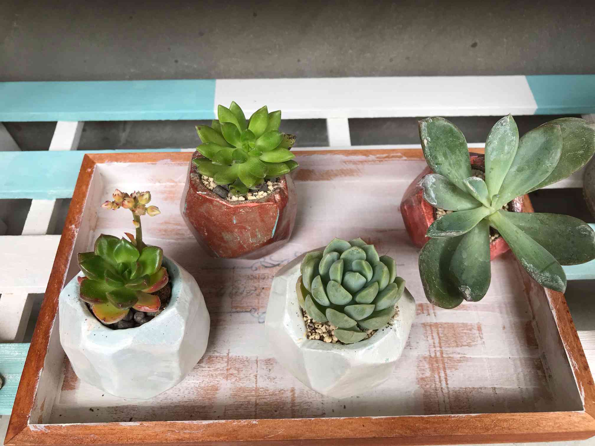 手作り多面体植木鉢🪴｜🍀GreenSnap（グリーンスナップ）