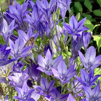 紫色の画像 by くろっかすさん | 小さな庭とトリテレイアと紫色とお花大好き♡と青い花と花いろいろと花に癒される