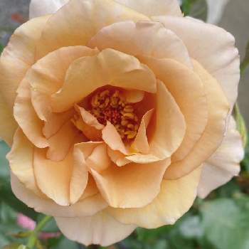 ジュリアの画像 by wakoさん | 玄関とバラと薔薇とジュリアとばら バラ 薔薇と薔薇愛同盟とバラのある暮らしと花のある暮らしとバラ・ミニバラとやっぱり花が好き♡