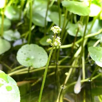 ウォーターマッシュルームの花の投稿画像一覧 Greensnap グリーンスナップ ウォーターマッシュルームの花の投稿画像一覧 Greensnap グリーンスナップ