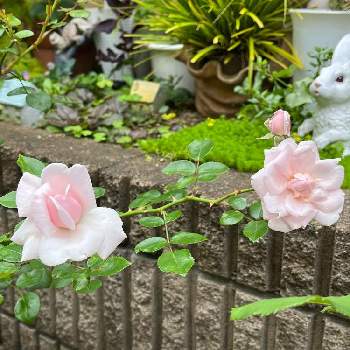 ニュードーンの画像 by かずちゃんさん | バラとニュードーンとガーデニングとマイガーデンとバラ大好きとお花は癒し
