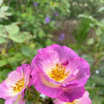 シュラブの画像 by ラックスさん | 広い庭とブルーフォーユーとグラデーションと庭の花とシュラブと広いお庭と薔薇のある庭とガーデニングと四季咲薔薇