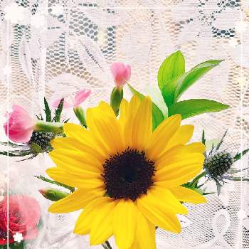 ダイアンサス（ナデシコの画像 by Toshieさん | 窓辺とルスカス！とブルーミー(bloomee)とお花の定期便とGSミニモニ。と元気もらえるとひまわり♡と癒されると可愛い〜♡とダイアンサス（ナデシコとヒマワリ‼と太陽の光を浴びてといやされるとエリンジューム❇︎と素敵とさわやか♡とビタミンカラーと黄色いお花大好き協会と花言葉と花のある暮らしと楽しい時間