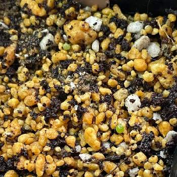 コノフィツム カルキュルスの投稿画像一覧 Greensnap グリーンスナップ