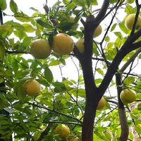 グレープフルーツの育て方 種まきや収穫の時期は 剪定は必要 Greensnap グリーンスナップ