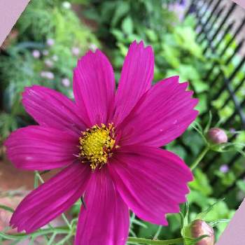 ELLE  GARDENの画像 by 磯さんさん | 庭に咲く花と癒されて〜と小さな幸せ❤と私のガーデニングと手作りの庭と コスモスとELLE  GARDENと零れ種からとレンガの小径と花のある暮らしと濃いピンクの花と小さなお庭と可愛いね♡