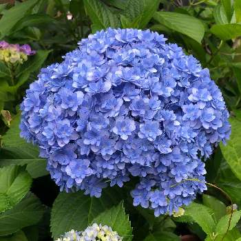 大輪の花の画像 by たなたなさん | アジサイ・テマリテマリと庭の花と青い花と季節の花とおうち園芸と大輪の花と鉢植え