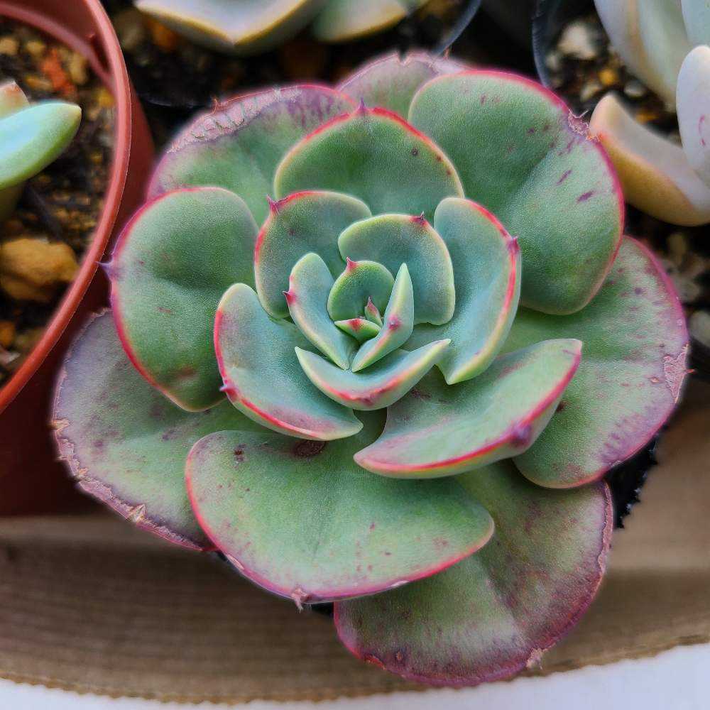 ペルシアの成長記録💜🌹｜🍀GreenSnap（グリーンスナップ）