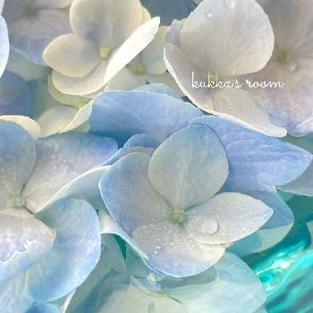 穏やかな心の画像 by kukkaさん | 部屋とアジサイと水色の花としずくと癒しと切り花を楽しむとフローティングフラワーと青い花と季節の花と紫陽花 アジサイ あじさいと穏やかな心ときれいな色とナチュラルスタイルと花のある暮らしと切り花