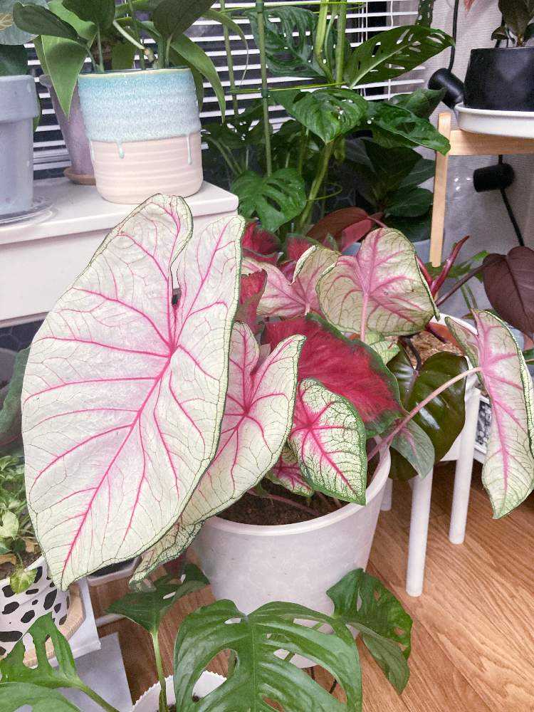 カラジウム ビコロールの記録