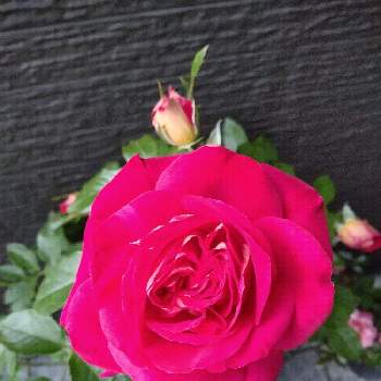 大切な花友さんへの画像 by ユキさん | 玄関と薔薇 希望と薔薇に魅せられてと花に支えられてと愛をあなたに。。。と変わらぬ愛と花に託してと大切な花友さんへと花のある暮らし