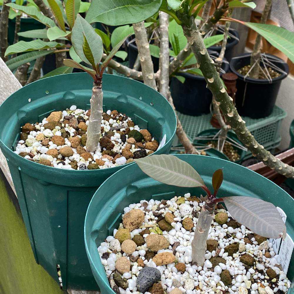 実生苗の成長記録〜世界に一つだけの花を咲かせましょう