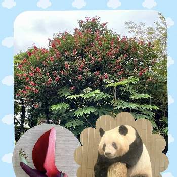 上野動物園の画像 by mimimiさん | お出かけ先とアメリカデイゴとパンダ シャンシャンといつもありがとう♡と上野動物園とGSミニモニ。とカワイイ♡といつも心に太陽をと赤い花