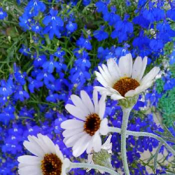 ロベリア,ローダンセマム,青い花とその葉を写そう！2022,おうち園芸,可愛い〜♡の画像