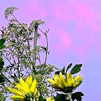 幸福の黄色の画像 by レモン茶さん | バルコニー/ベランダとスプレーマムとイタリアンパセリとイタリアンパセリ 花と16日はイエローの日と南の空♪と夕焼け空と植物のシルエットと雲仲間と幻想的な空と幸福の黄色と小さな花とピンク色の夕焼け空