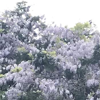 山藤の投稿画像一覧 Greensnap グリーンスナップ